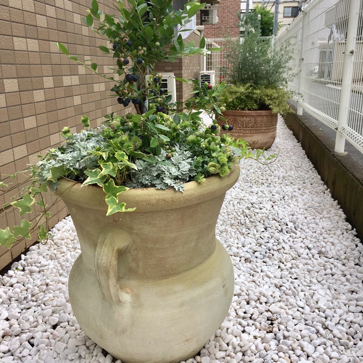 マンションの植栽